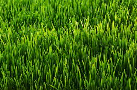 Touch the Grass